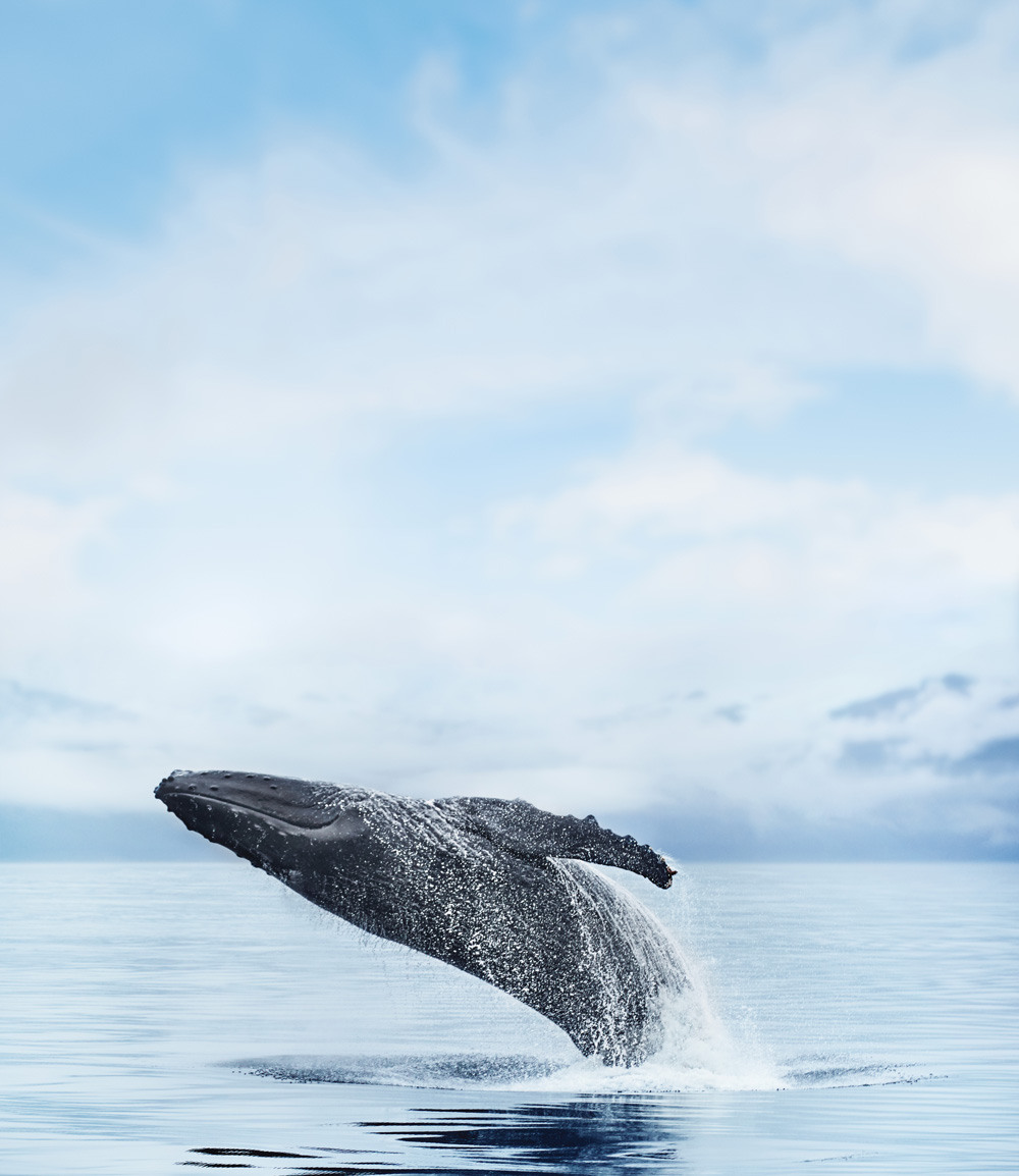 A humpback whale breaches the ocean surface in cold waters