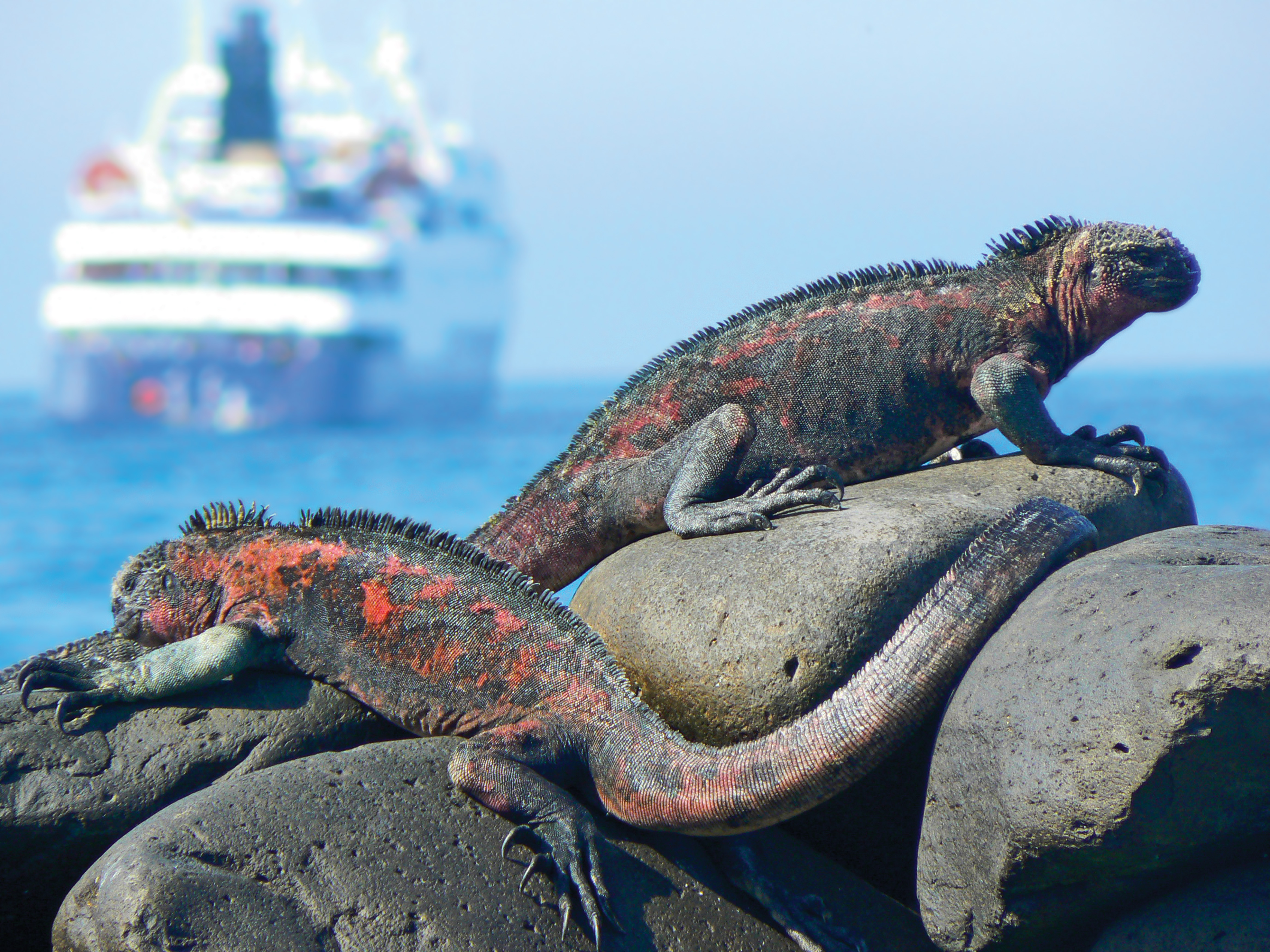 Photograph of two Galapagos Iguanas, with a cruise ship visible in the background