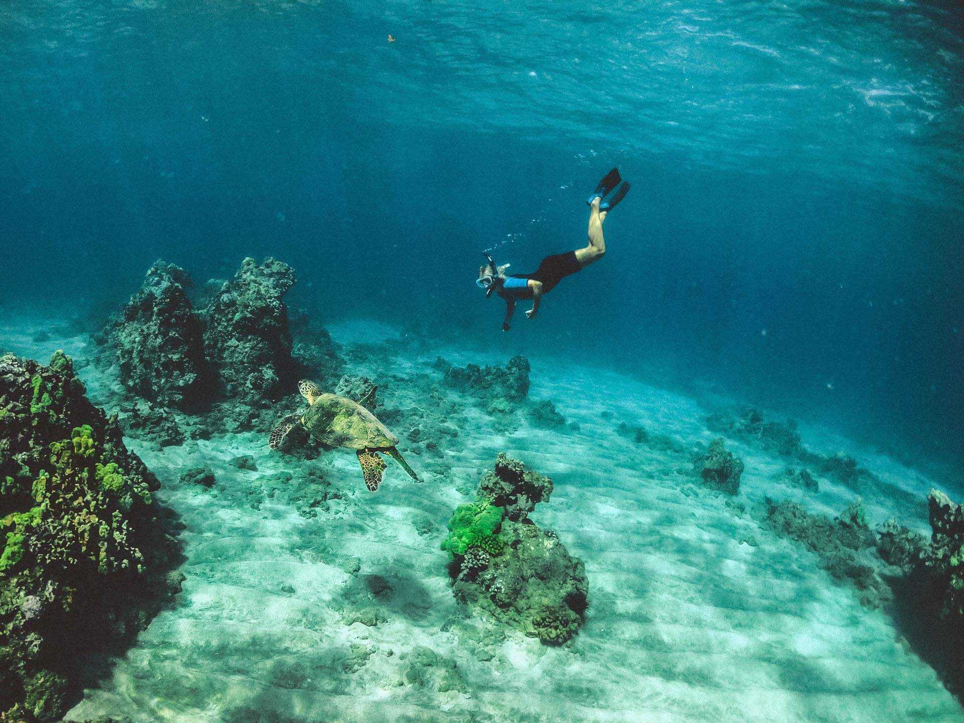 A snorkeler dives underwater to explore the shallows off Hawaii's Maui coast