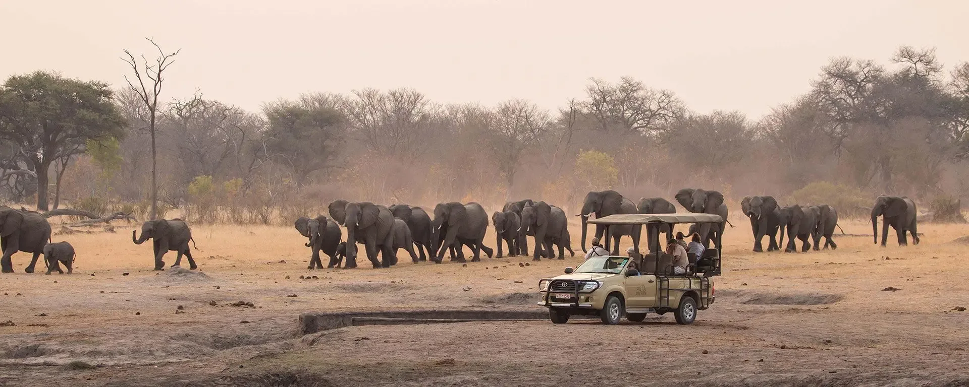 A herd of elephants cross the savannah, a safari truck alongside them.