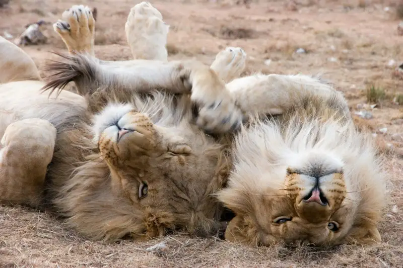Two male lions roll on their backs, like giant happy cats.