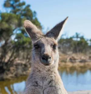 Quirky photo of a Kangaroo's face, taken by photographer Ethan Brooke