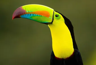 Photo of a native Tucan in South / Central America, taken by photographer Erick Arce
