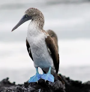 Photograph of a Blue Footed Booby (bird) taken on a rocky Galapagos shore