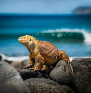 Photograph of an orange Galapagos Iguana, taken on a rocky beach. Photographed by Simon Berger.