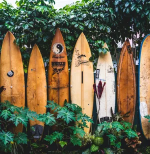 A row of wooden surfboards on display among lush tropical greenery. The boards have faded symbols such as old logos and peace signs