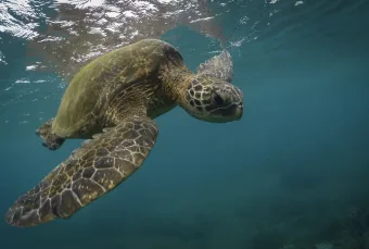 A sea turtle swims in blue coastal waters off Hawaii's shore