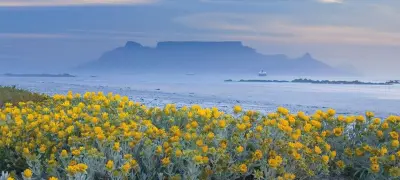 Tabletop mountain - a flat topped mountain - is seen in the distance with a field of yellow flowers in the foreground