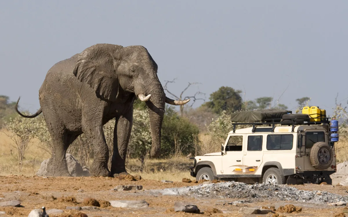 Photograph of a jeep stopped in front of a large elephant on the savannah