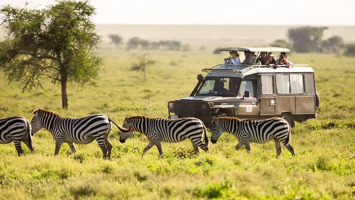 A safari truck is seen behind a herd of Zebra